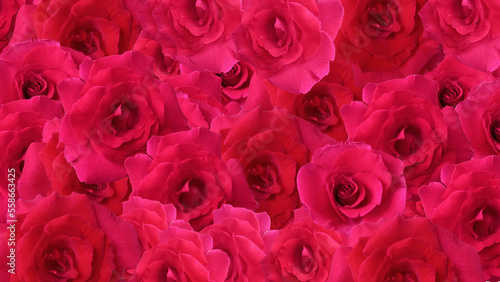 pink rose petals for valentine anniversary or wedding background