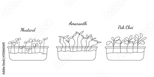 Hand drawn set if micro greens. Vector illustration in sketch style isolated on white background.