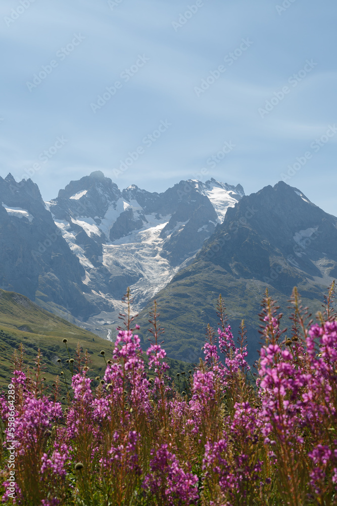 Épilobe en épi - plante couleur violette, rose au jardin alpin botanique du col du Lautaret en été face aux glaciers de la Meije. Le parc national des Écrins en France.