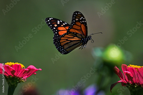 Monarch butterfly in flight © loren