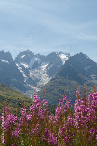 Épilobe en épi - plante couleur violette, rose au jardin alpin botanique du col du Lautaret en été face aux glaciers de la Meije. Le parc national des Écrins en France.