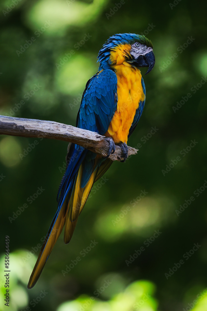 blue and yellow macaw