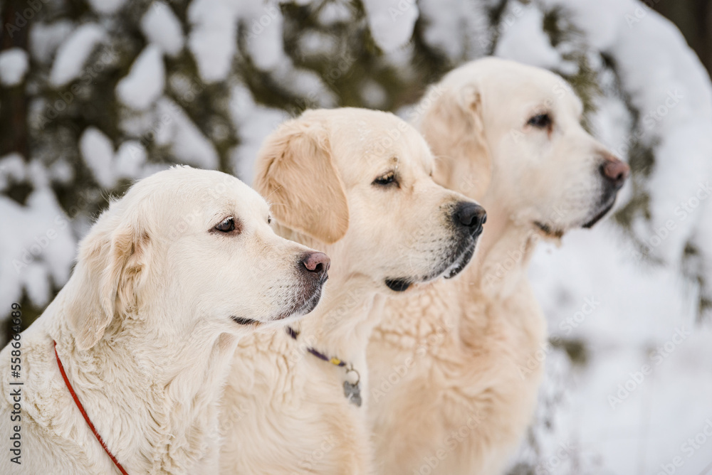 Three golden retriever dogs together at snowy winter forest