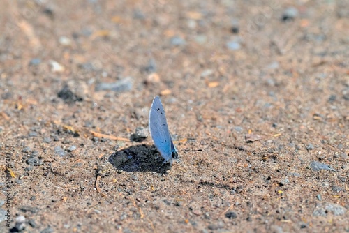 Blue butterfly with shadow
