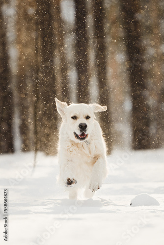happy golden retriever dog having fun at winter forest © olgagorovenko