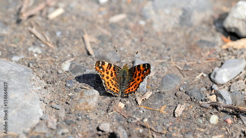 Red black spotted comma butterfly