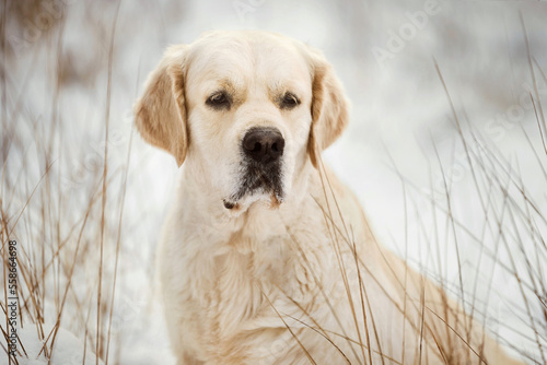 cute golden retriever dog portrait at snowy winter forest