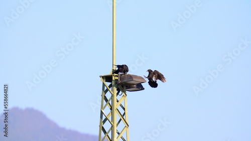 Raven lands on a headlight photo