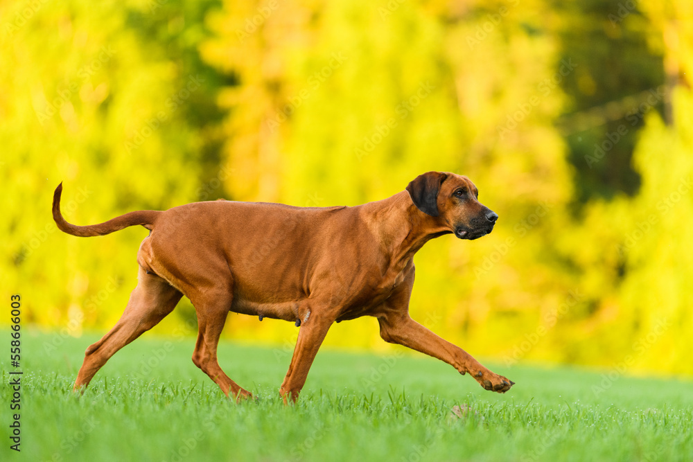 Active pregnant rhodesian ridgeback dog running on field Active pregnant rhodesian ridgeback dog running on field