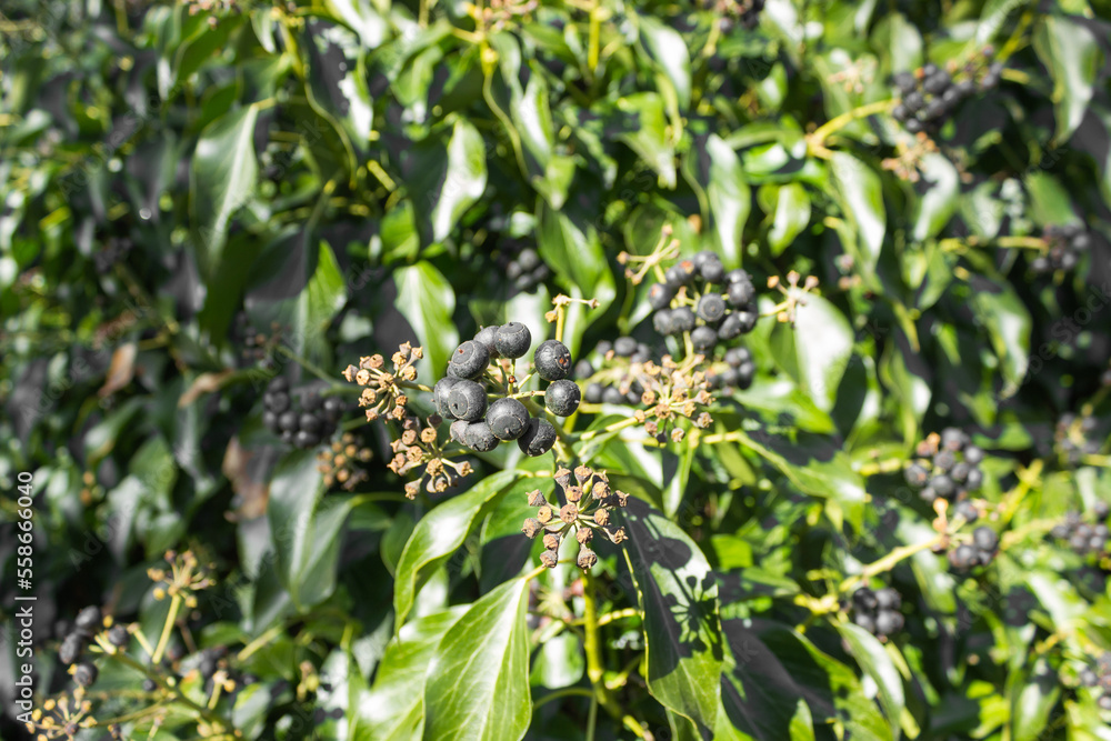 Hedera helix or English ivy with black berries and evergreen leaves in park. Ripe common ivy berries are mildly toxic Hedera helix or English ivy with black berries and evergreen leaves in park. Ripe common ivy berries are mildly toxic