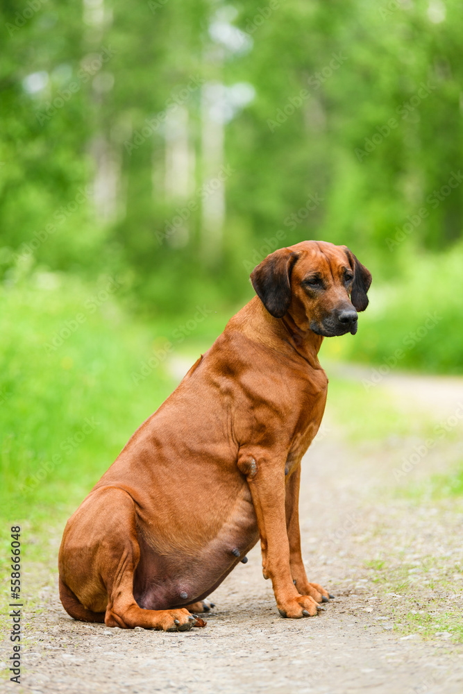 Pregnant rhodesian ridgeback dog sitting at summer nature