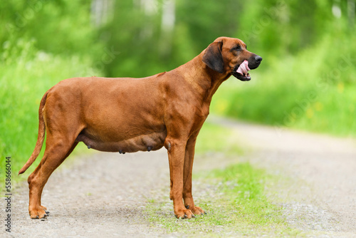 Pregnant rhodesian ridgeback dog standing at summer nature