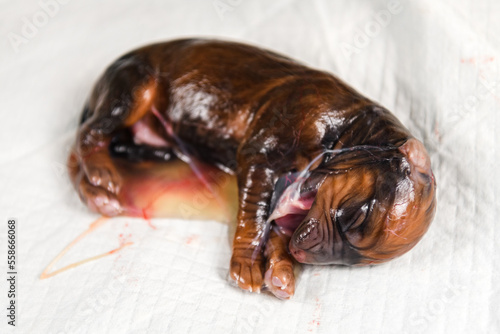 Bilde på lerret Rhodesian ridgeback dog newborn puppy in amniotic sac