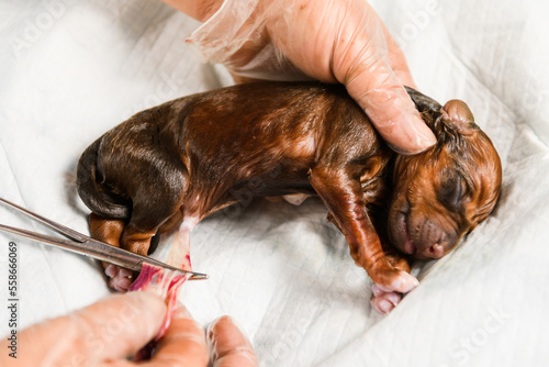 Rhodesian ridgeback dog newborn puppy in amniotic sac