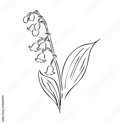 Vector isolated single lily valley branch colorless black and white contour line drawing