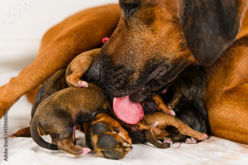 Rhodesian ridgeback dog licking her newborn puppies
