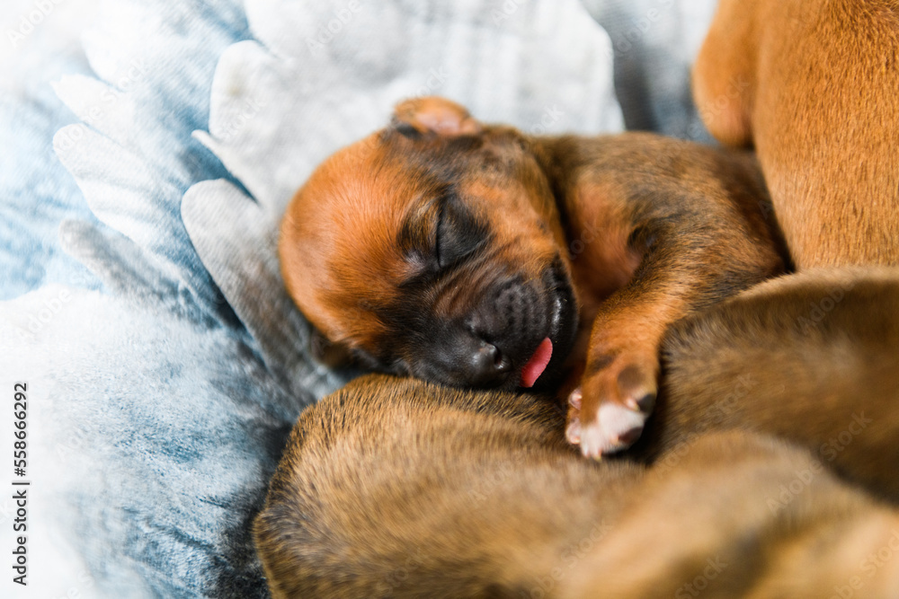 Newborn rhodesian ridgeback puppies sleeping together on flower decor Newborn rhodesian ridgeback puppies sleeping together on flower decor