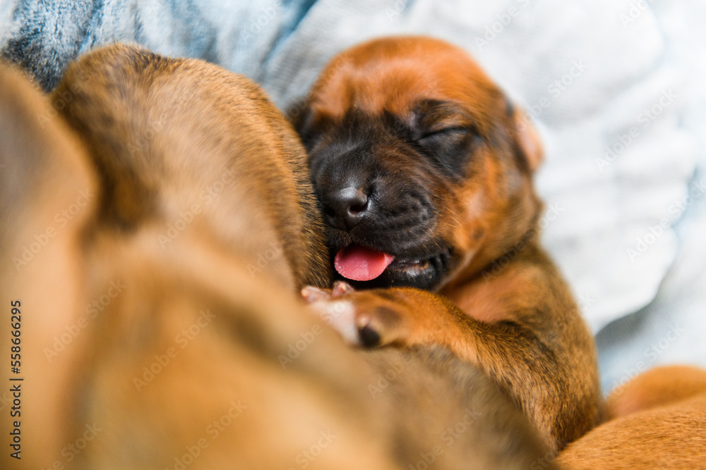 Newborn rhodesian ridgeback puppies sleeping together on flower decor