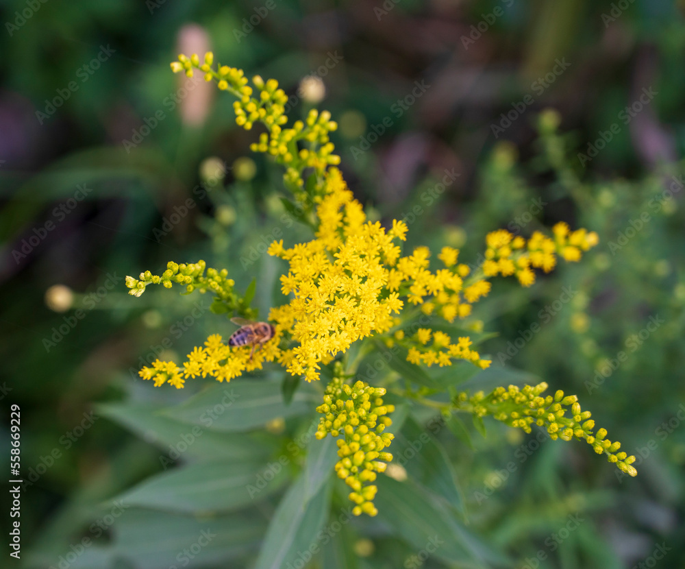 Yellow flower of Solidago plant and bee. Yellow flower of Solidago plant and bee.