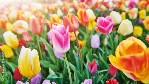 Fototapeta Naklejka Na Ścianę i Meble -  Colorful spring tulips flowers blossoming