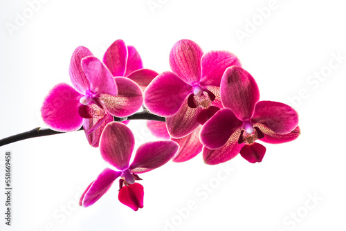 Pink orchid on white background. Branch of a blooming pink orchid close-up on a white background Phalaenopsis orchid flowers  isolated  copy space  high quality photo