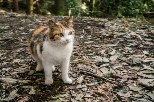 京都 伏見稲荷大社の森に暮らす可愛らしい野生の三毛猫