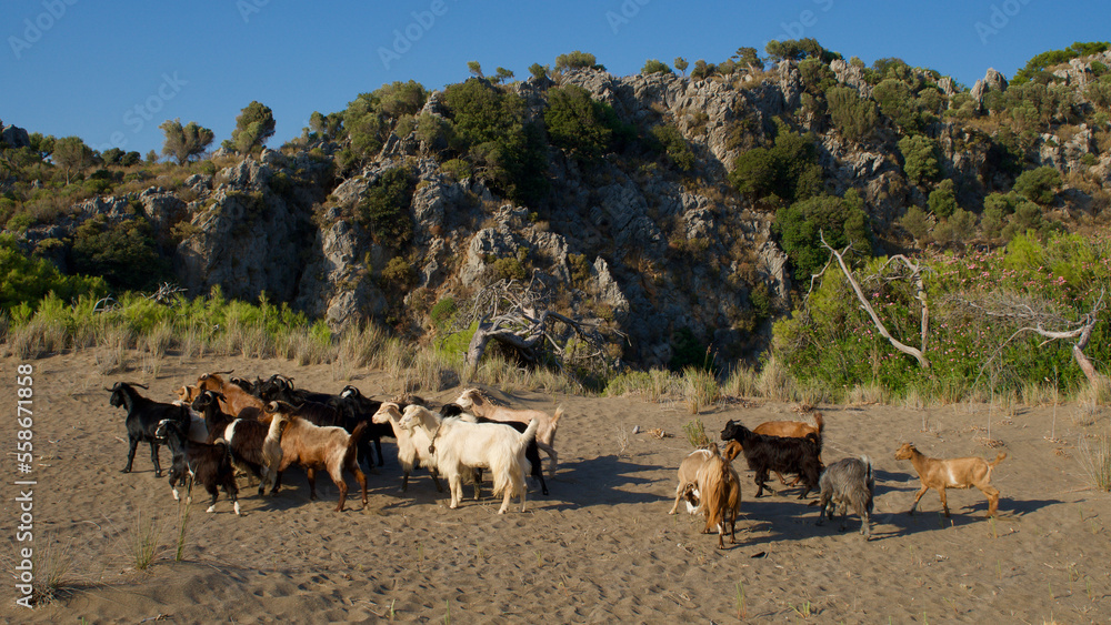 Obraz premium Herd of goats. A herd of domestic goats grazing in the rocky mountains.