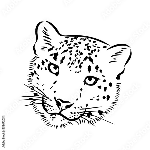 Photography vector snow leopard, irbis wild cats graphic illustration
