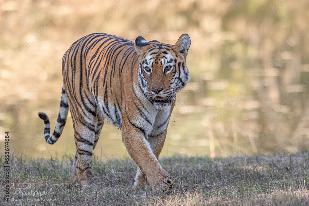 Fototapeta premium Royal Bengal Tiger