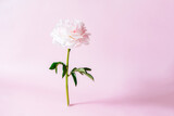 Pink peony flower standing on pink background. Floral card design, simple modern minimal flowers concept. Beautiful pink flower in full bloom. Trendy floral minimalism. Selective focus. Copy space.