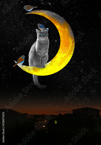 Wallpaper Mural cat and birds on the moon Torontodigital.ca