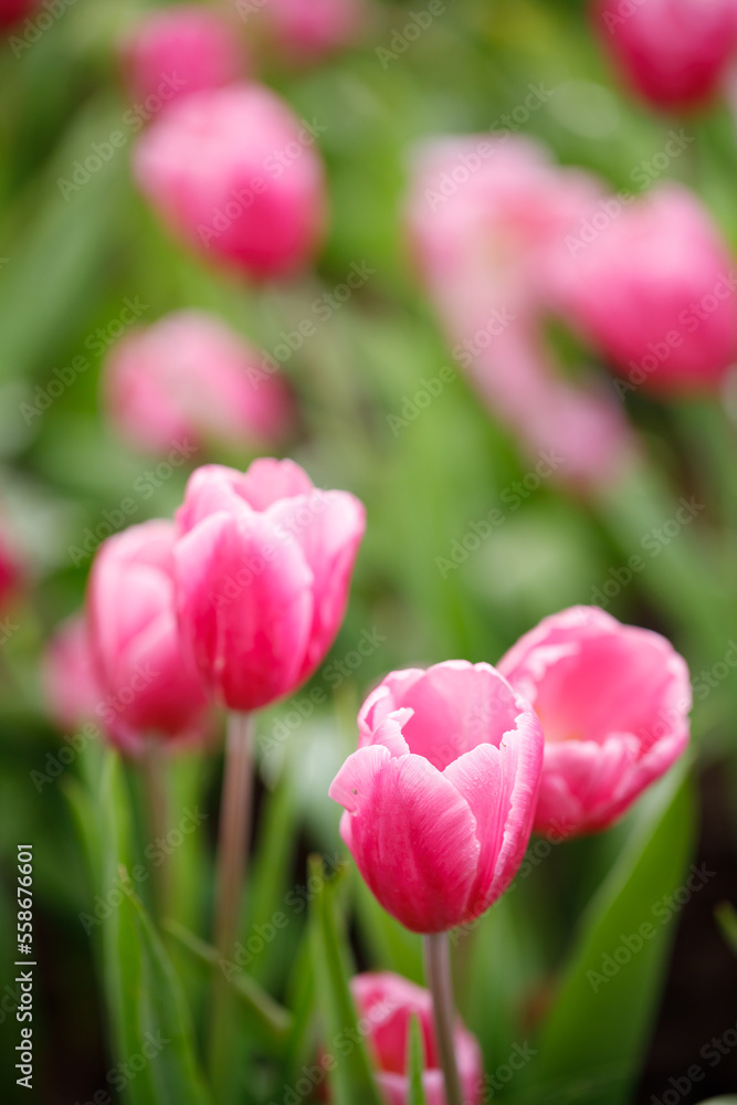 Closeup nature view of colorful tulips flowering in the garden