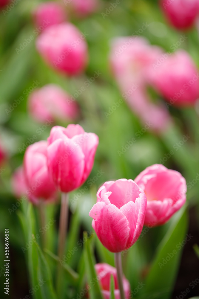 Closeup nature view of colorful tulips flowering in the garden Closeup nature view of colorful tulips flowering in the garden