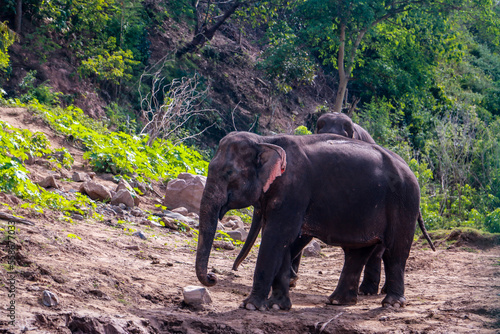 Beautiful elephants in Laos and Thailand. Baby elephant with mother in Asia. Wallpaper