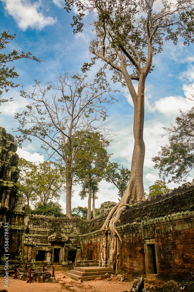 Beautiful Angkor Wat and Angkor Thom (Tomb Raider temple) in Siem Reap Cambodia. Travel to the best buddhism temple in the world. Amazing Asia Buddha Face with tree