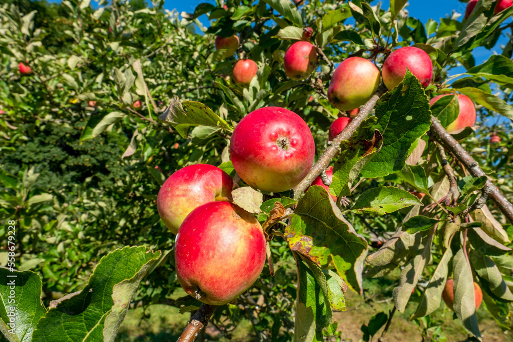 English apples on tree in an orchard