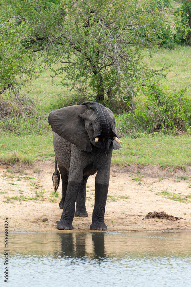 Obraz premium Éléphant d'Afrique, Loxodonta africana, Parc national Kruger, Afrique du Sud