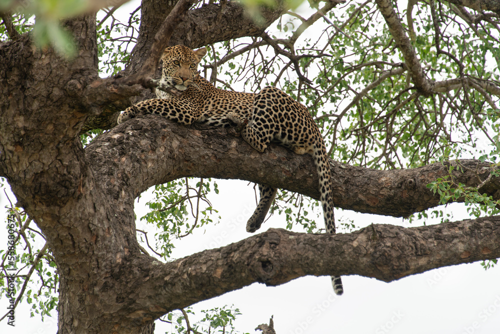 Léopard, Panthère, Panthera pardus, Afrique du Sud Léopard, Panthère, Panthera pardus, Afrique du Sud