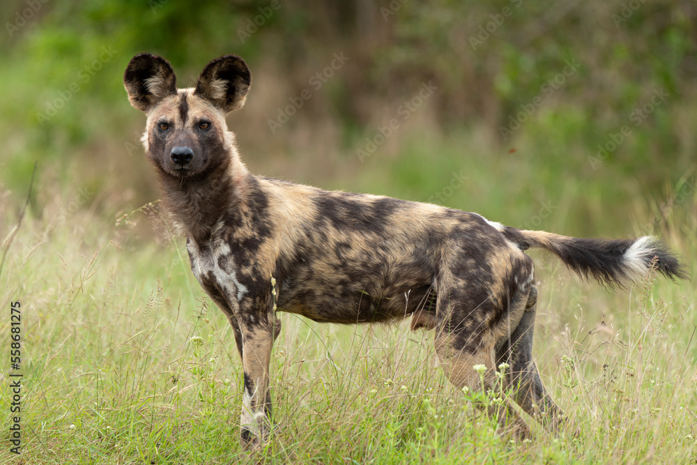 Fototapeta premium Lycaon, Lycaon pictus, Afrique du Sud