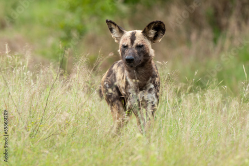 Lycaon, Lycaon pictus, Afrique du Sud