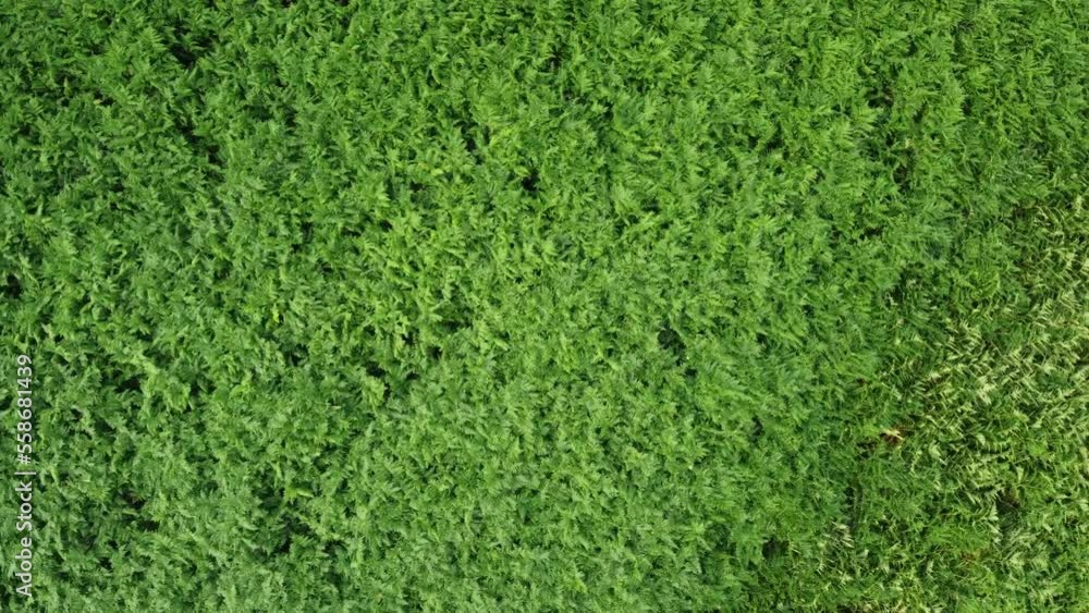 Etendu de fougères verte survolé par un drone. Champ végétal de couleur verte sur un pan de montagne. Etendu de fougères verte survolé par un drone. Champ végétal de couleur verte sur un pan de montagne.