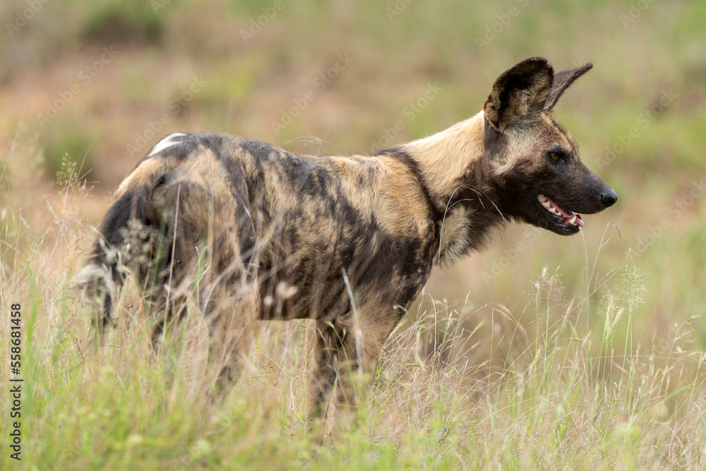 Fototapeta premium Lycaon, Lycaon pictus, Afrique du Sud
