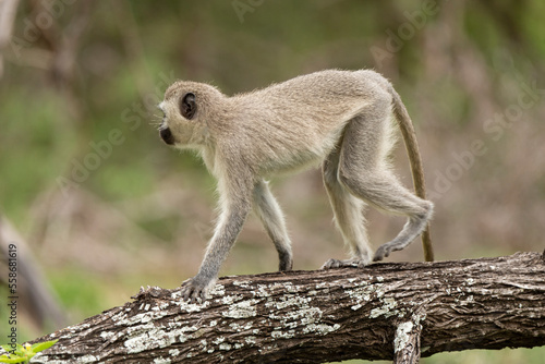 Vervet  singe  Chlorocebus pygerythrus