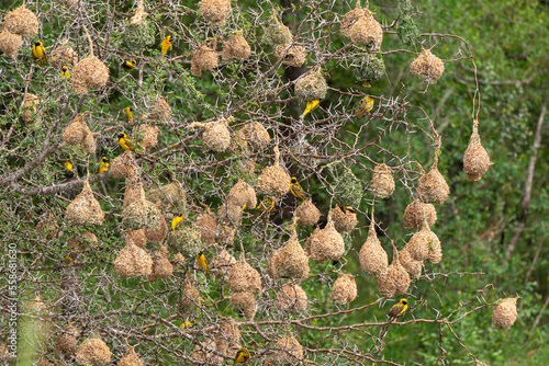 Tisserin gendarme, mâle, construction du nid, .Ploceus cucullatus, Village Weaver, Afrique du Sud photo