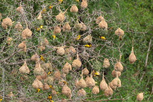 Tisserin gendarme, mâle, construction du nid, .Ploceus cucullatus, Village Weaver, Afrique du Sud photo