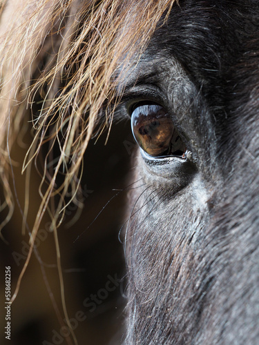 Horse Eye Abstract