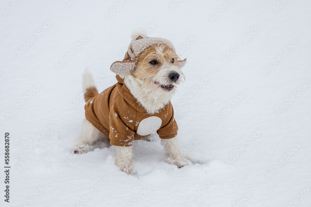 Jack Russell Terrier in a hat with earflaps and a brown jacket sits on white snow. Blur for inscription Jack Russell Terrier in a hat with earflaps and a brown jacket sits on white snow. Blur for inscription