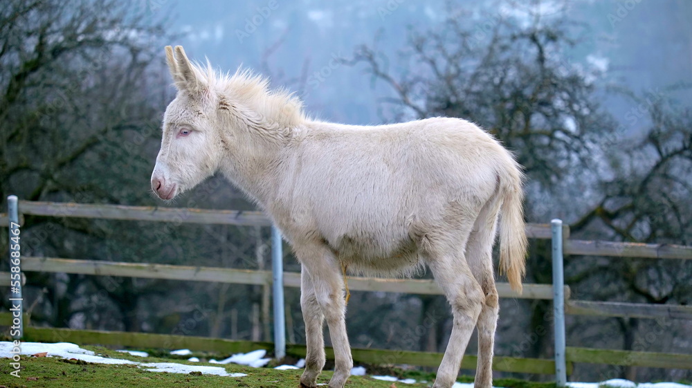 Obraz premium Full body shot of a white donkey