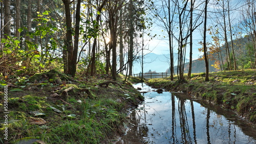 Forest clearing through which flows a stream