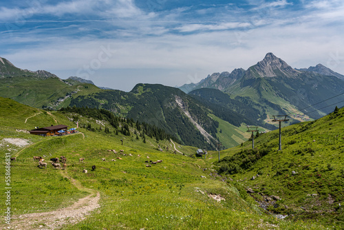 Alpenpanorama in Österreich mit Kühen